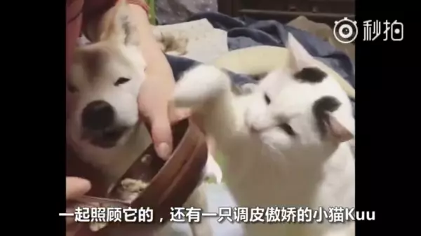 不要害怕,人生最後這段路「我陪你一起走」看著貓咪陪在柴柴身旁的模樣,讓人看一次就哭一次 嗚嗚