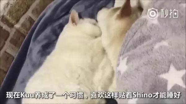 不要害怕,人生最後這段路「我陪你一起走」看著貓咪陪在柴柴身旁的模樣,讓人看一次就哭一次 嗚嗚