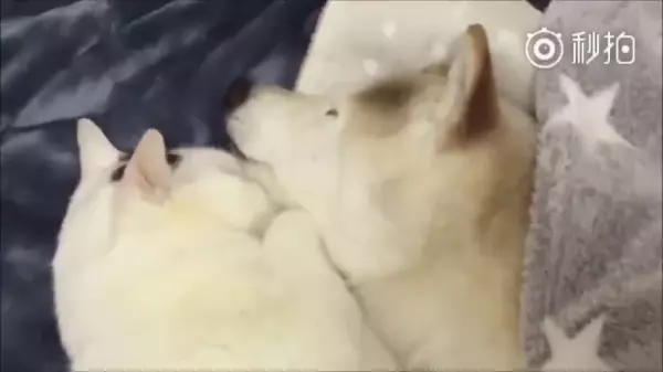 不要害怕,人生最後這段路「我陪你一起走」看著貓咪陪在柴柴身旁的模樣,讓人看一次就哭一次 嗚嗚