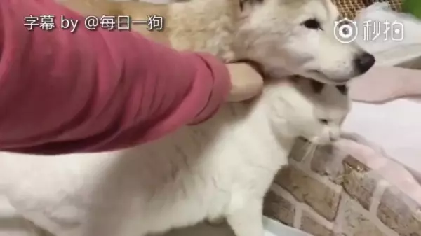 不要害怕,人生最後這段路「我陪你一起走」看著貓咪陪在柴柴身旁的模樣,讓人看一次就哭一次 嗚嗚