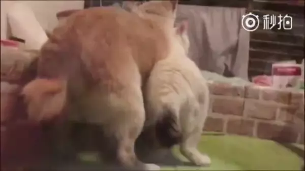 不要害怕,人生最後這段路「我陪你一起走」看著貓咪陪在柴柴身旁的模樣,讓人看一次就哭一次 嗚嗚