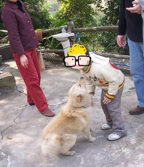 從小養的土狗突然在農村咬人,被咬的人卻反過來給我家賠錢