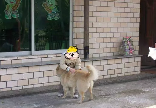 從小養的土狗突然在農村咬人,被咬的人卻反過來給我家賠錢