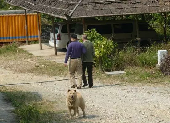 從小養的土狗突然在農村咬人,被咬的人卻反過來給我家賠錢