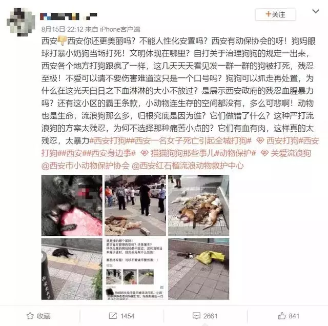 史上最嚴養犬令,向不文明養狗說再見?