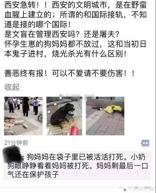 史上最嚴養犬令,向不文明養狗說再見?