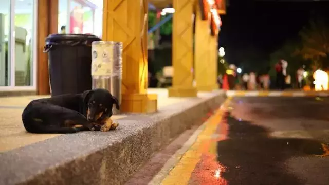 史上最嚴養犬令,向不文明養狗說再見?