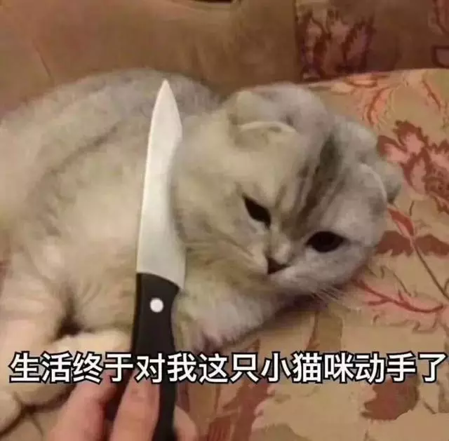 貓咪10大致命疾病!這些病將很快奪走你的貓