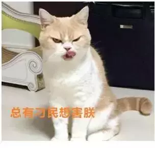 貓咪10大致命疾病!這些病將很快奪走你的貓