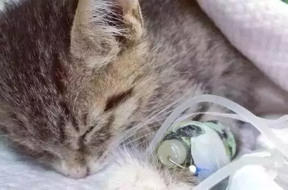 貓咪10大致命疾病!這些病將很快奪走你的貓