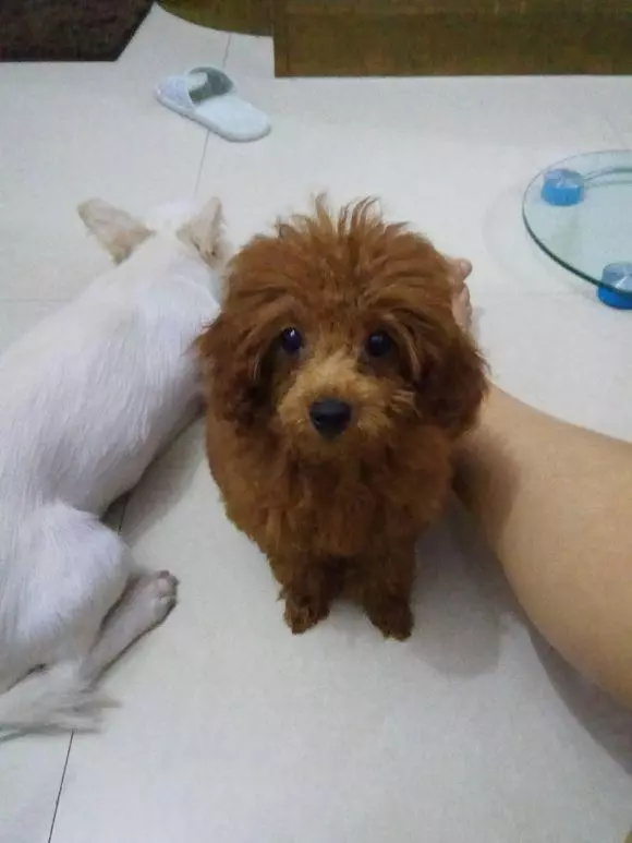 女孩撿回家只流浪狗,每當犯錯小傢伙就會做表情包求饒,萌化了