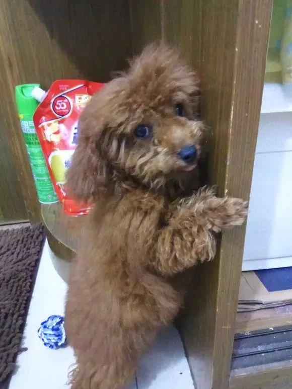 女孩撿回家只流浪狗,每當犯錯小傢伙就會做表情包求饒,萌化了