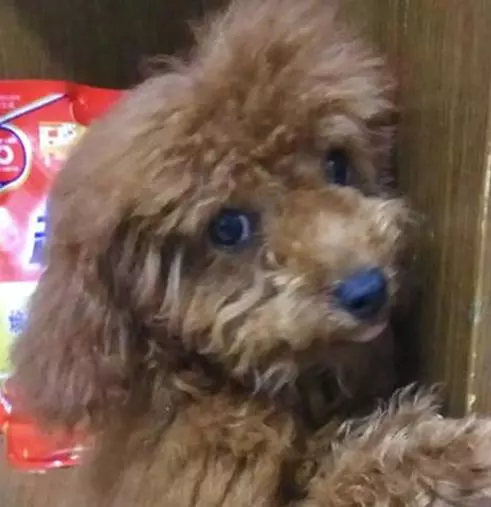 女孩撿回家只流浪狗,每當犯錯小傢伙就會做表情包求饒,萌化了