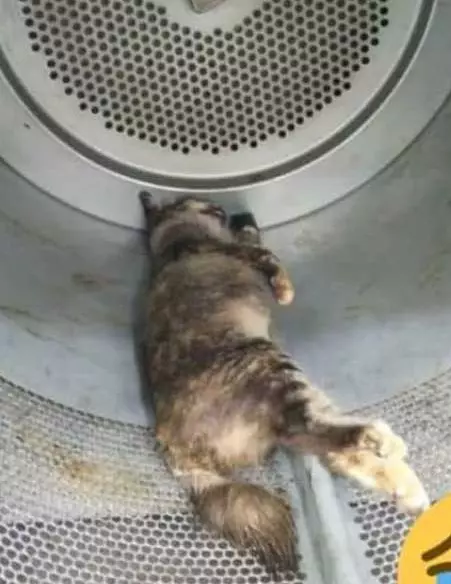 懷孕母貓遭2冷血變態男子放烘乾機 活活烘死