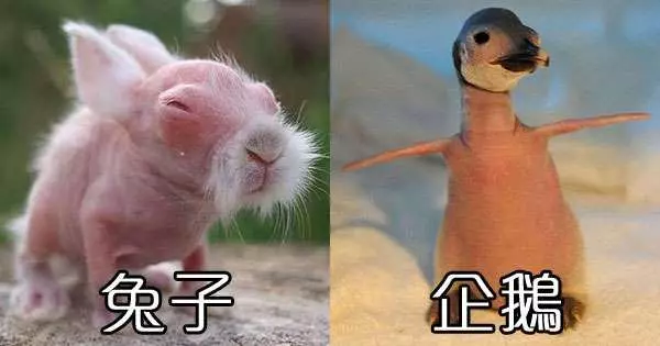 我揉了幾十次眼睛才認得出這15種「沒毛」的動物…但我真的接受不到鸚鵡沒長毛的樣子!