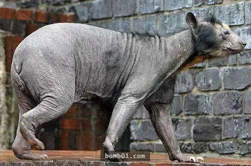 我揉了幾十次眼睛才認得出這15種「沒毛」的動物…但我真的接受不到鸚鵡沒長毛的樣子!