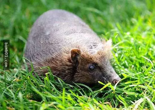 我揉了幾十次眼睛才認得出這15種「沒毛」的動物…但我真的接受不到鸚鵡沒長毛的樣子!