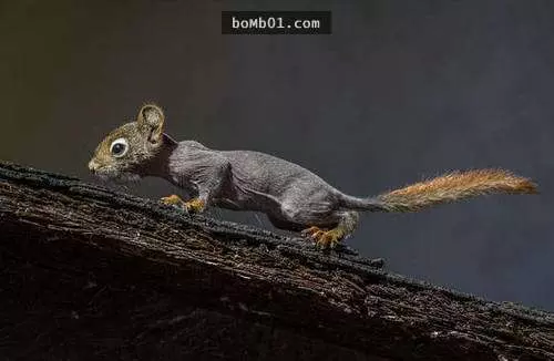 我揉了幾十次眼睛才認得出這15種「沒毛」的動物…但我真的接受不到鸚鵡沒長毛的樣子!