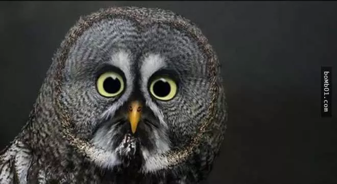 喜歡小動物嗎?動物們驚訝時的可愛表情絕對溫暖你的一整天 #15真是太搞笑了