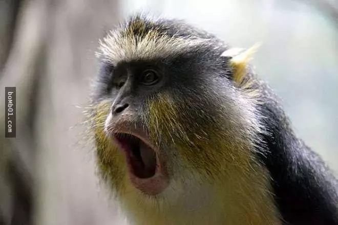 喜歡小動物嗎?動物們驚訝時的可愛表情絕對溫暖你的一整天 #15真是太搞笑了