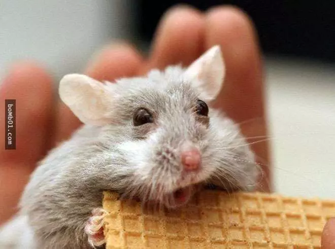 喜歡小動物嗎?動物們驚訝時的可愛表情絕對溫暖你的一整天 #15真是太搞笑了