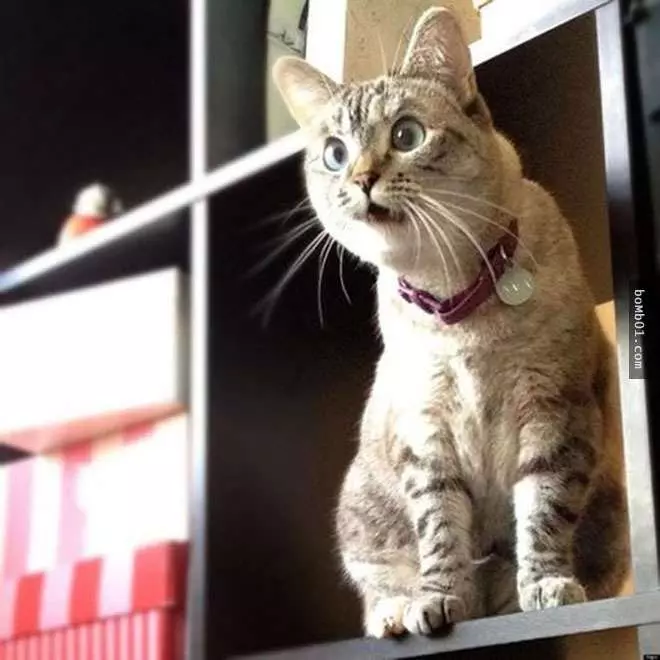 喜歡小動物嗎?動物們驚訝時的可愛表情絕對溫暖你的一整天 #15真是太搞笑了