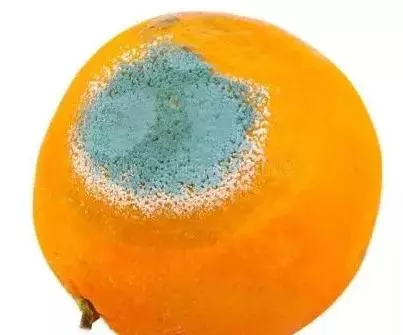 科學生活:為什麼發霉的食物不能吃?去掉壞的部分也不行!