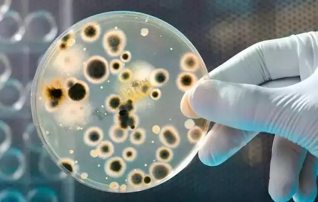 科學生活:為什麼發霉的食物不能吃?去掉壞的部分也不行!