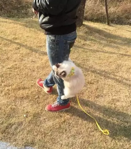 帶布偶貓出去玩,貓咪耍賴爬褲子上求抱抱,網友:女友又要吃醋了