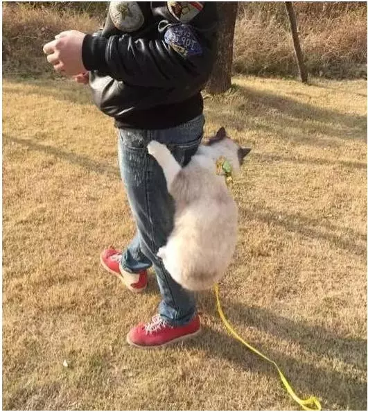 帶布偶貓出去玩,貓咪耍賴爬褲子上求抱抱,網友:女友又要吃醋了