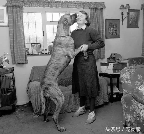 來談談狗狗的撲人和舔臉行為