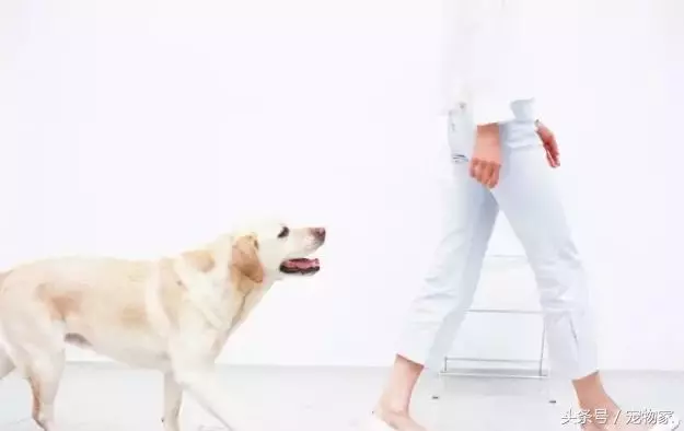來談談狗狗的撲人和舔臉行為
