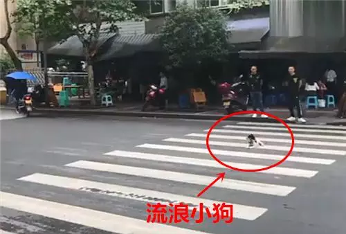 流浪狗躺在馬路中間,洒水車經過卻悄悄關了水閥,汪:謝謝你