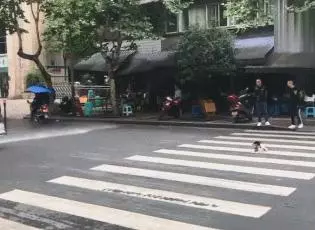 流浪狗躺在馬路中間,洒水車經過卻悄悄關了水閥,汪:謝謝你