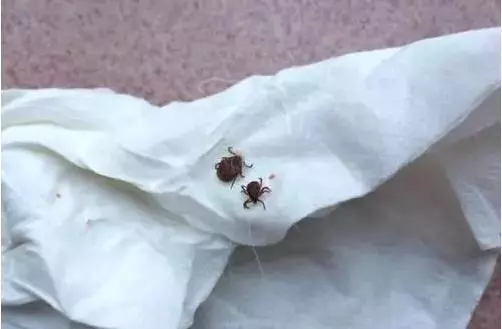 主人發現狗狗身上有蟲,用手拔出卻引發感染?別把驅蟲不當回事