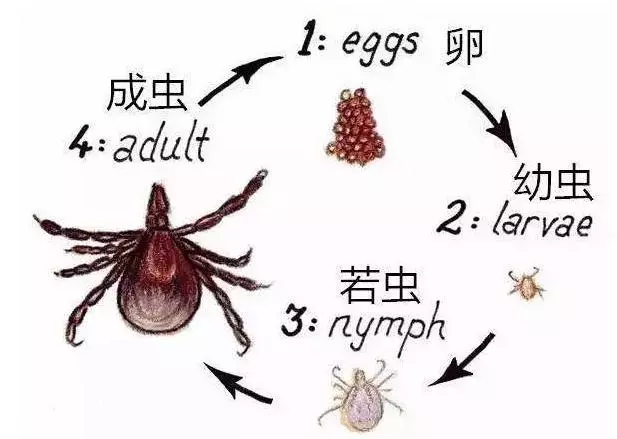 主人發現狗狗身上有蟲,用手拔出卻引發感染?別把驅蟲不當回事
