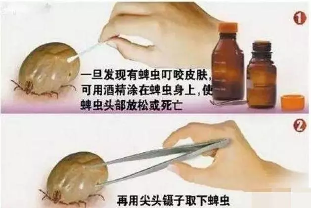 主人發現狗狗身上有蟲,用手拔出卻引發感染?別把驅蟲不當回事