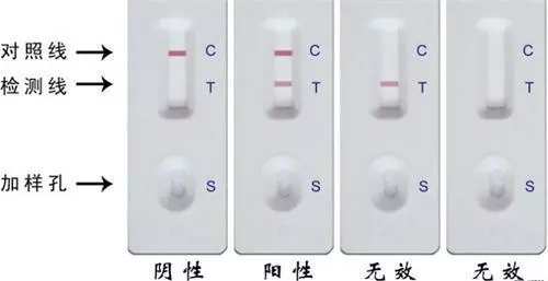 細小病毒死亡率最高可達80%,但這樣高風險的疾病並不會傳染給人