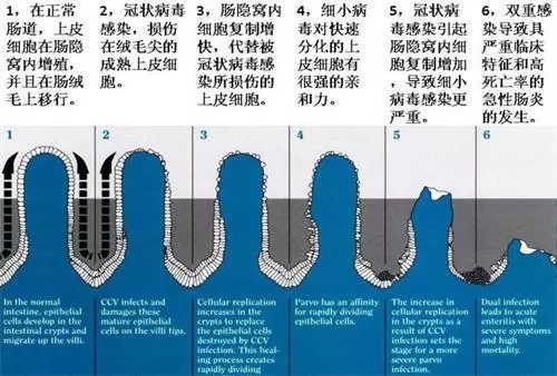 細小病毒死亡率最高可達80%,但這樣高風險的疾病並不會傳染給人
