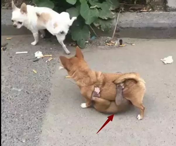 狗狗被猴子纏上,一臉懵求助同伴,卻遭白眼好可憐