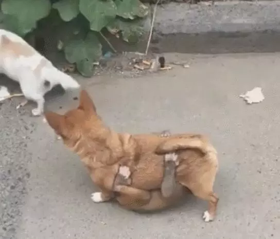 狗狗被猴子纏上,一臉懵求助同伴,卻遭白眼好可憐