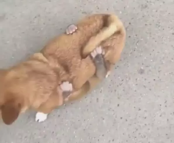 狗狗被猴子纏上,一臉懵求助同伴,卻遭白眼好可憐
