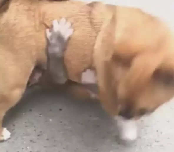狗狗被猴子纏上,一臉懵求助同伴,卻遭白眼好可憐