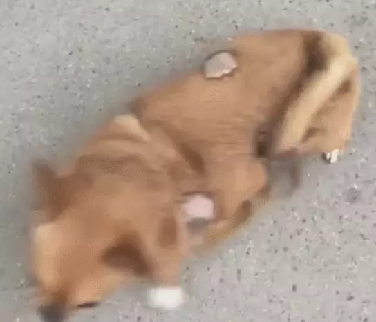 狗狗被猴子纏上,一臉懵求助同伴,卻遭白眼好可憐