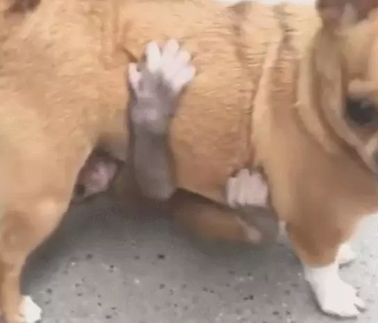 狗狗被猴子纏上,一臉懵求助同伴,卻遭白眼好可憐