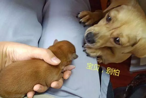主人把小奶狗抱手裡,狗媽滿眼擔心:小心,別摔了我孩子