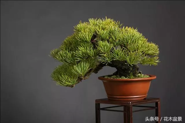成型盆景如美女,需要長期的養護!