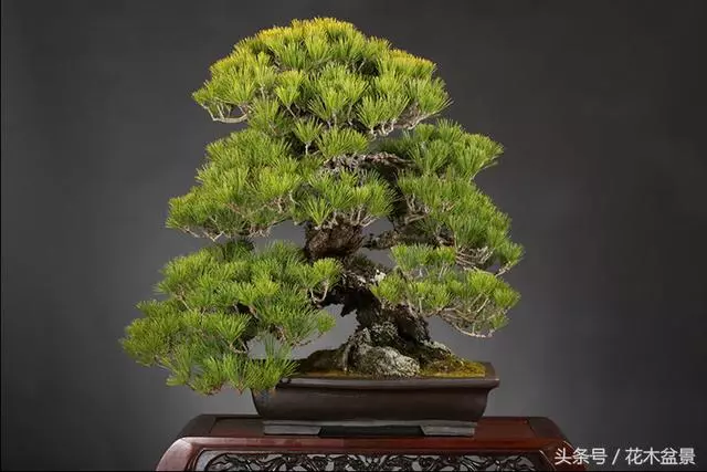 成型盆景如美女,需要長期的養護!