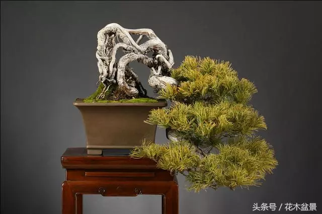 成型盆景如美女,需要長期的養護!