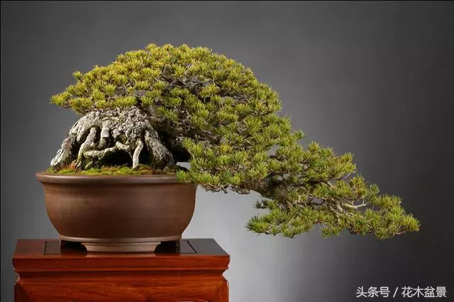 成型盆景如美女,需要長期的養護!